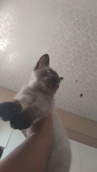 Мысық сатылады өте сұйкімді