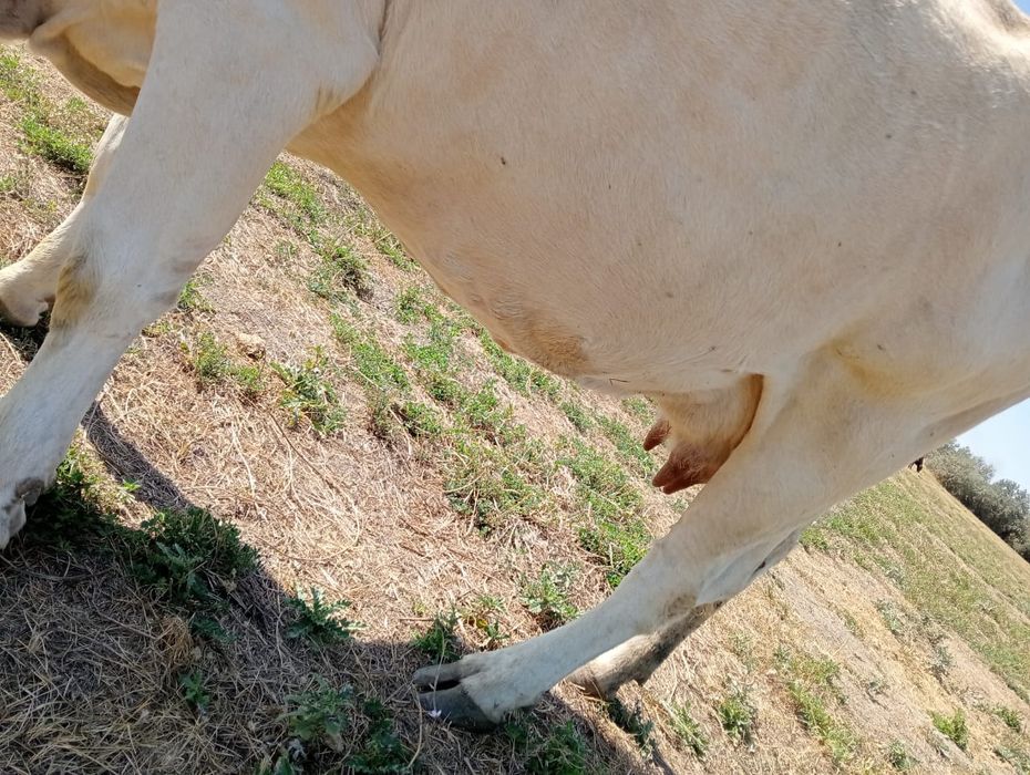 Сауынды сиыр 5 жасар