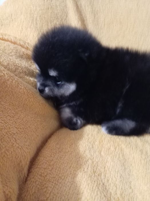 Продам щенка шпица