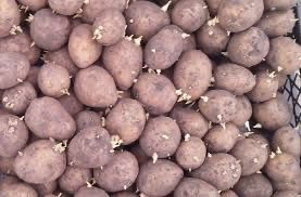 Картошка на семена -2000