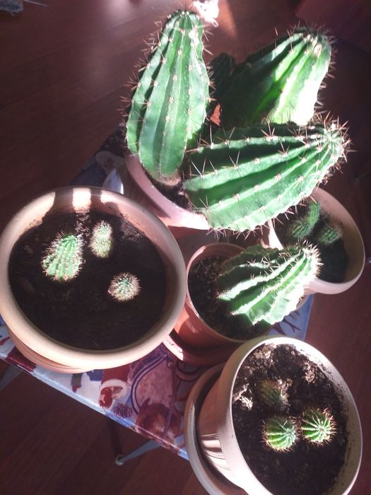 Большой колючий кактус