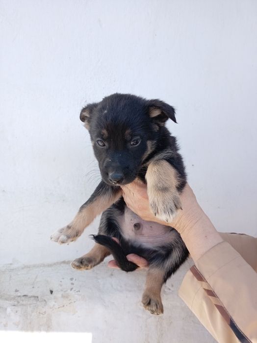 Бесплатно щинки девочки и мальчики