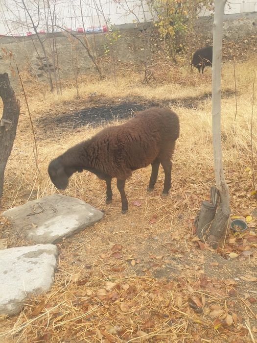 Кучкор сотилади...