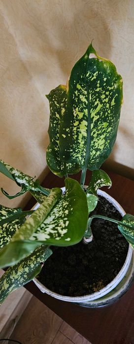 Комнатное растение