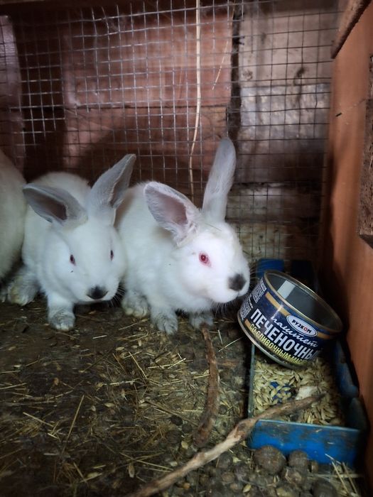 Продам  домашних кроликов