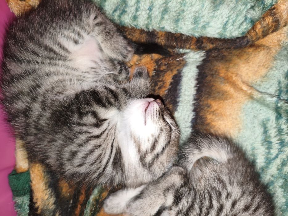 Котята в хорошие руки