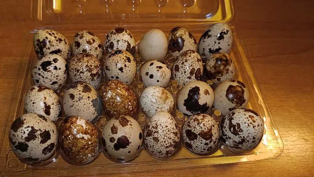 Vând oua de prepeliță și prepelite