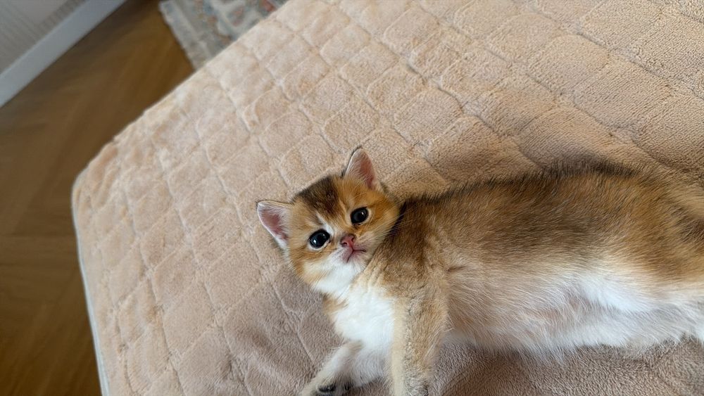 БриТансКие  КотЯтА