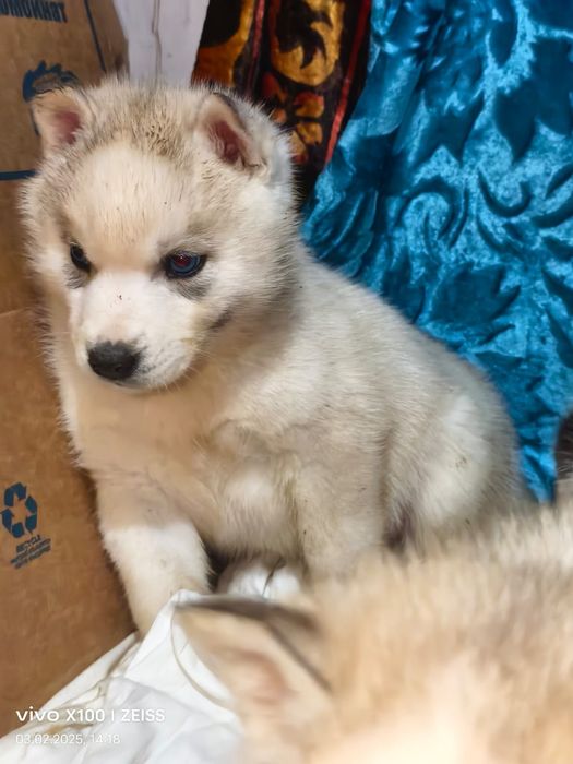 Очаровательные щенки сибирской хаски.