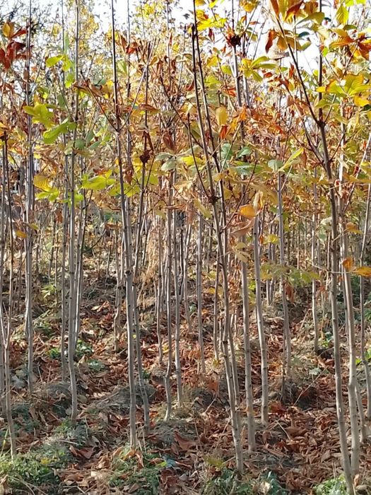 Manzarali Kashtan koʻchatlar