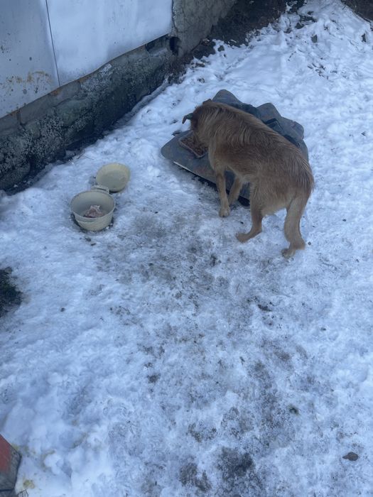 Добрая чипированная умная собака