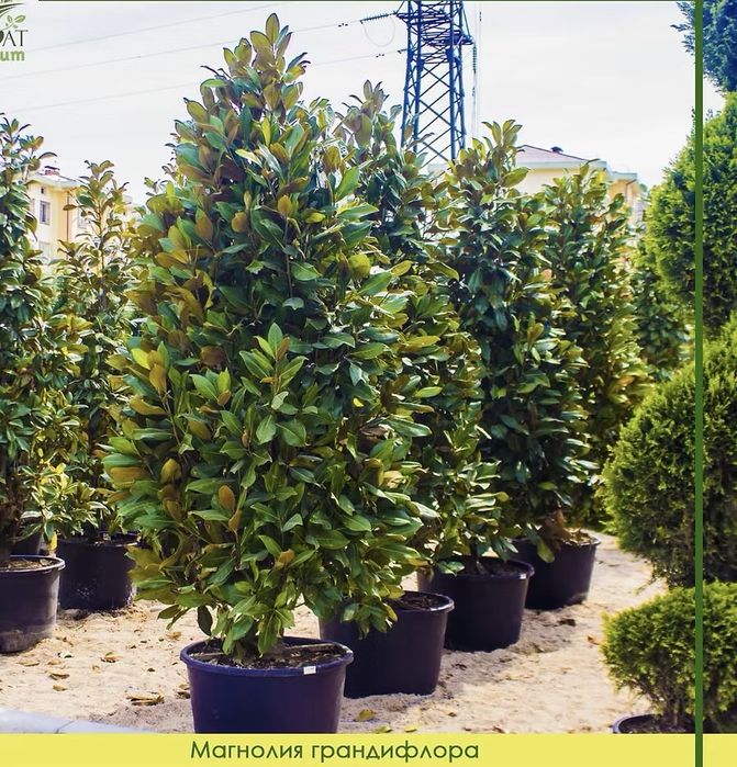 Магнолия Грандифлора ЛитлДжем Италия