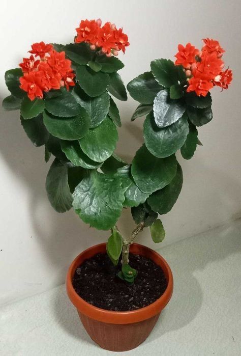 Продам. Каланхоэ  декоративное.