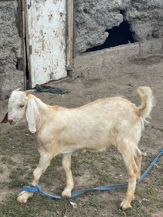 Продам, хороший казёл
