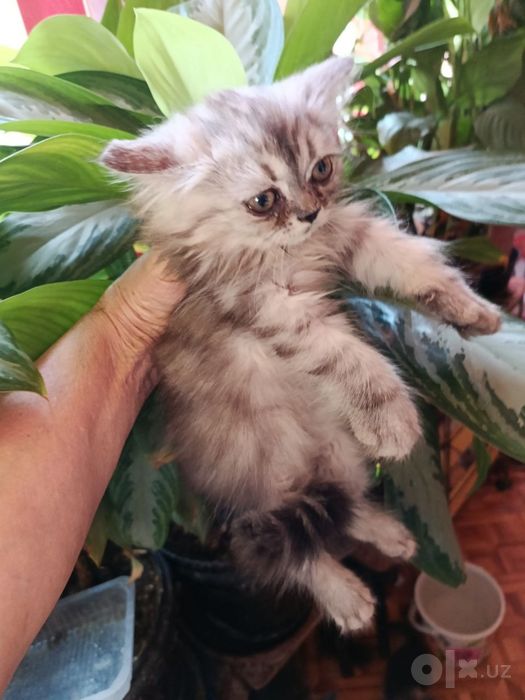 Вислоухий котенок