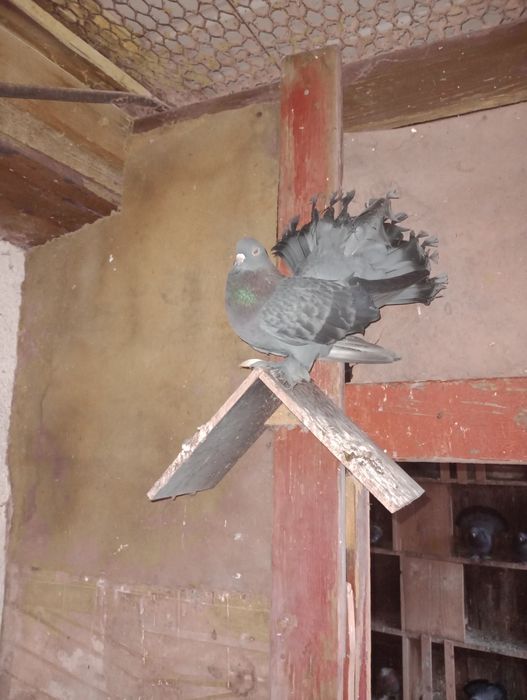 Porumbei de ornament