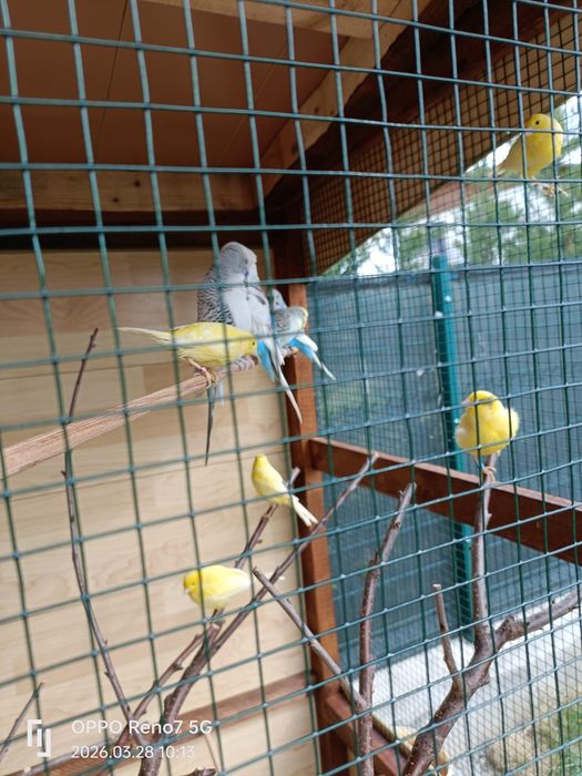 Canari de cantec și peruși