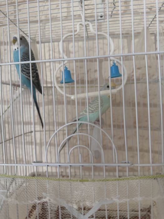 Продам волнистых попугаев