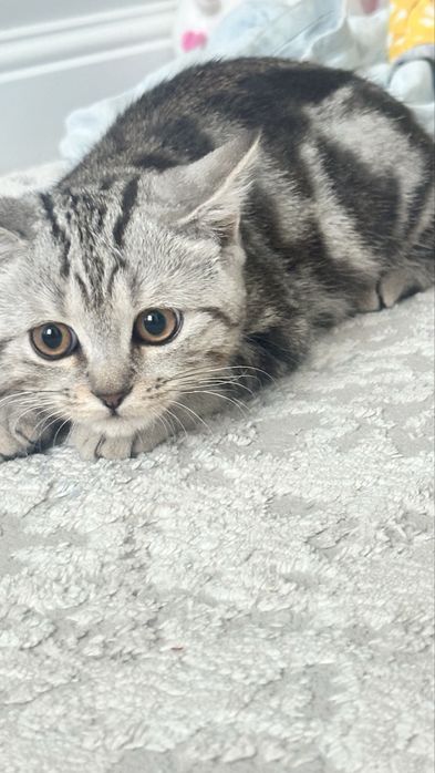 Кошка шотланскийй