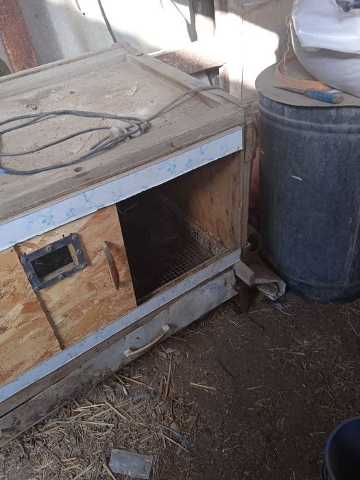 Брудер для цеплят