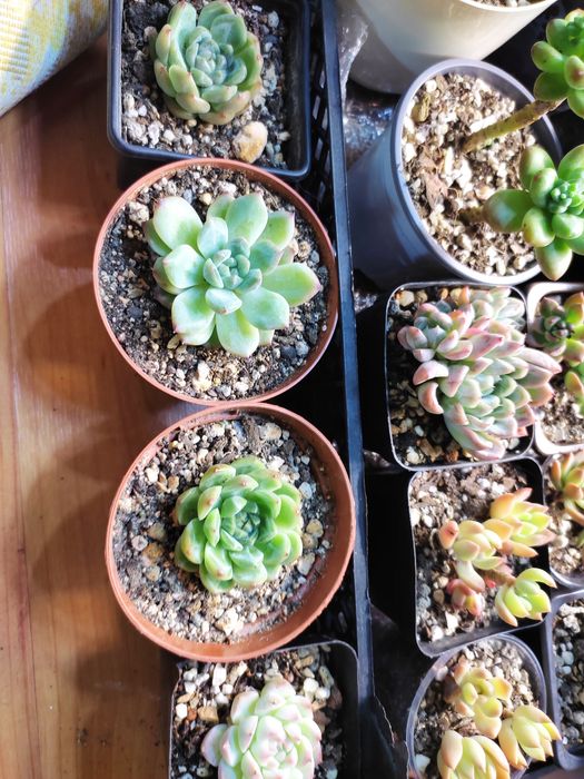 Суккуленты адаптированные