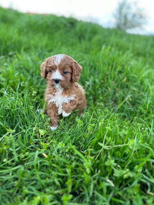 Кавапу/Той Пудел