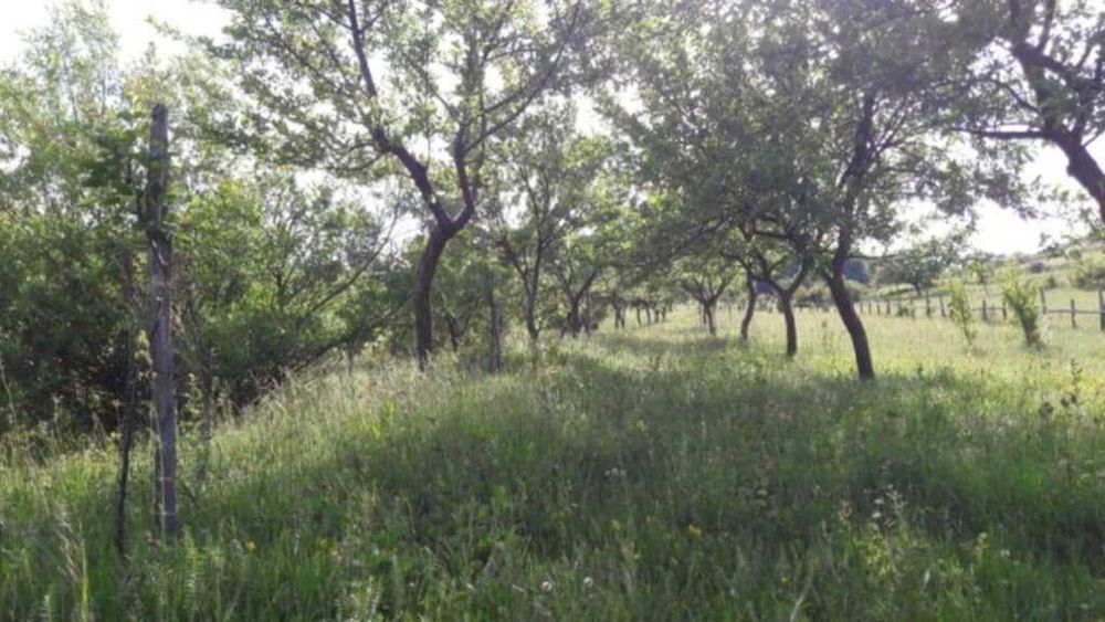 Vând livadă 3600 mp – Sebeșel, jud. Alba