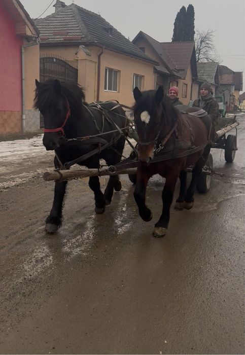 Vand manz de 1 an si 9 luni