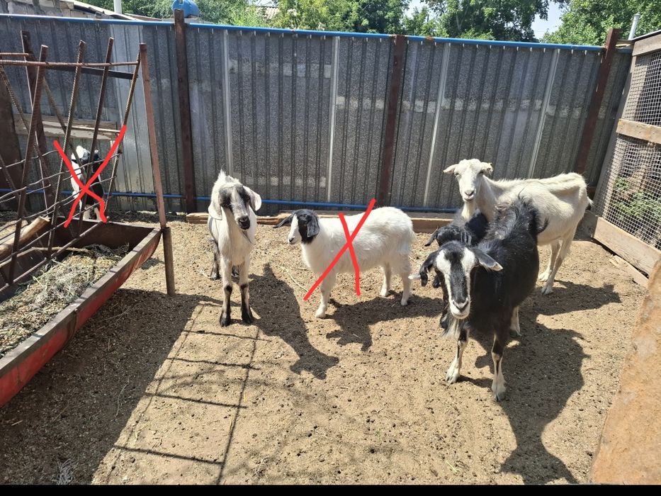 Продам козы, козлят/ Сатылады Ешкі ,лақтар