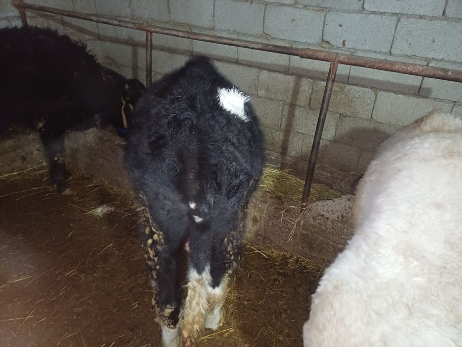 Продаётся бычек??