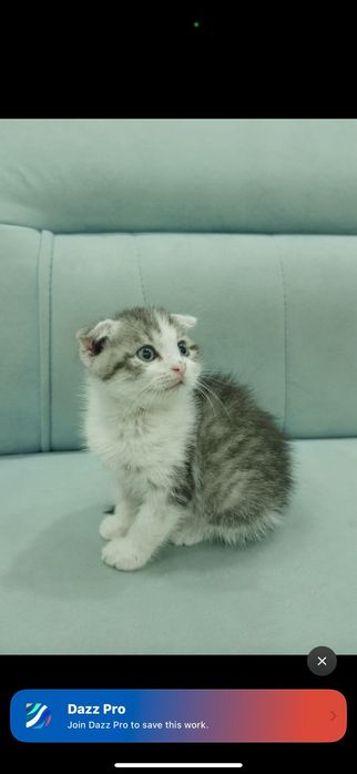 Шотландский марғау