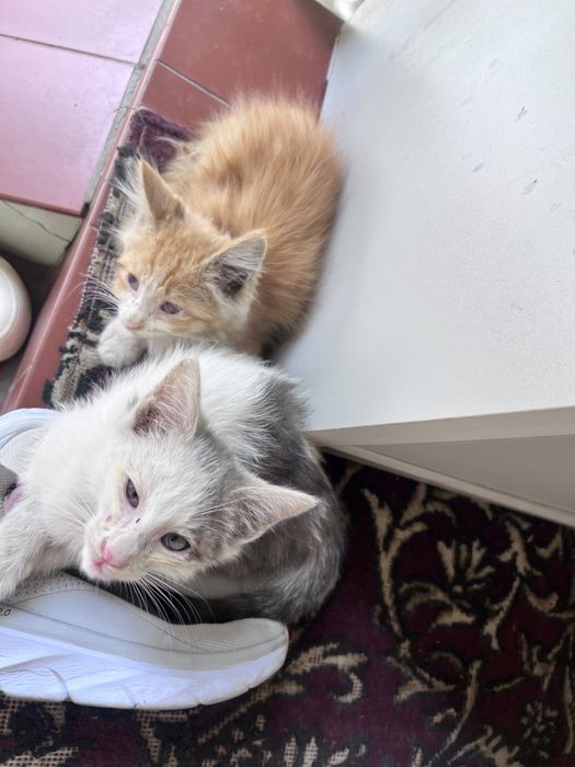котята мальчики отдам в хорошие руки