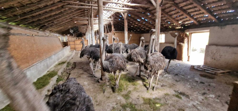 Vand pui Struti de 12-14 saptamani