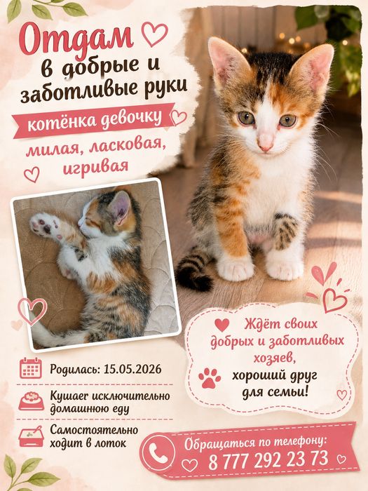 Срочно, отдам котёнка