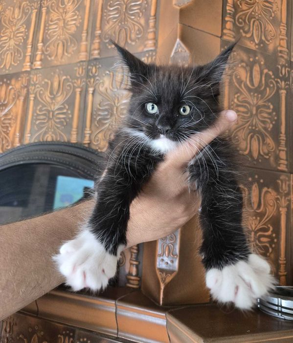 Felisa autorizata rasa Maine Coon