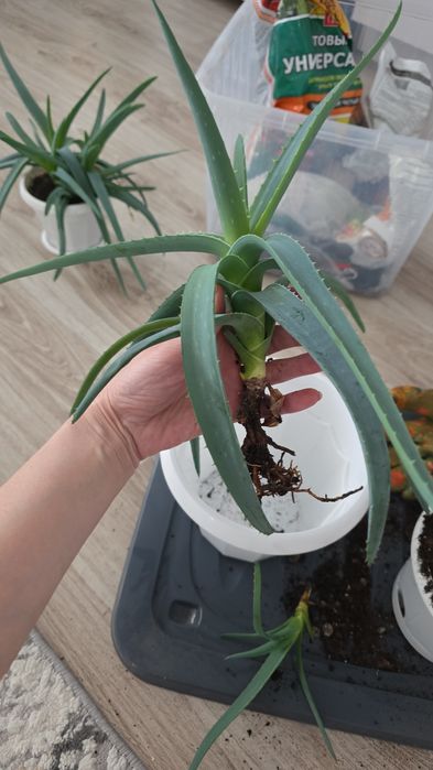 Алое Вера продам