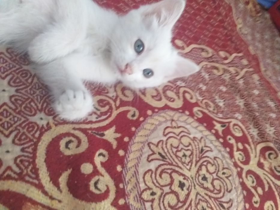Отдам котенка в хорошие руки