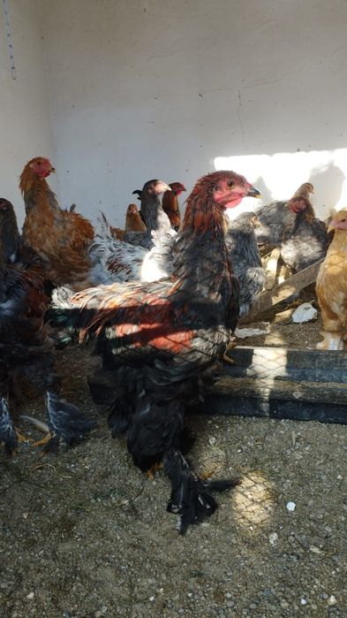 Продам петухов брама