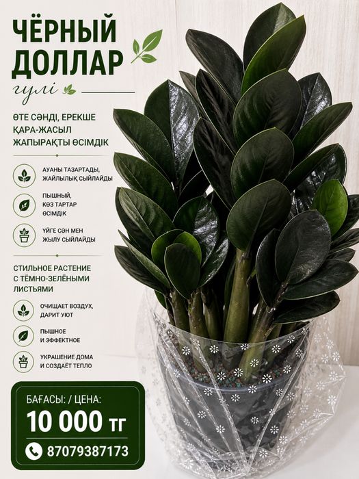 Комнатные растения