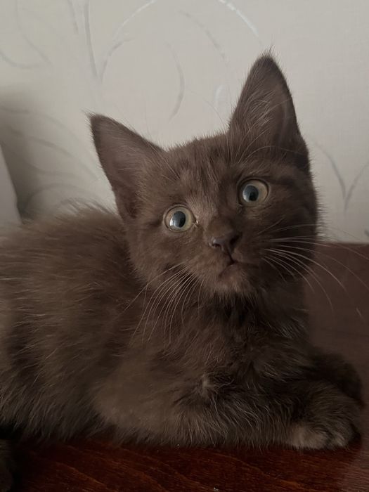 Отдам котенка в добрые руки