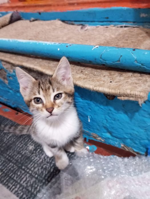 Бесплатно отдам котят