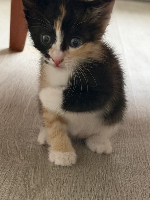 Марғау / қыз мысық /  3 түрлі түсті