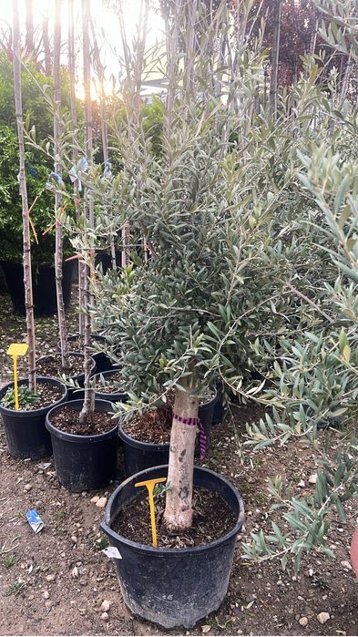 Plante ornamentale de orice specie si dimensiune livram oriunde in tar