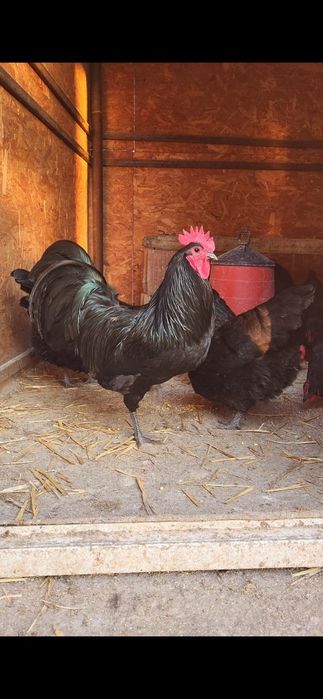 Cocoși Australorp