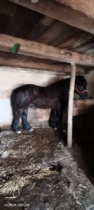 Vând Harmasar de 2 ani