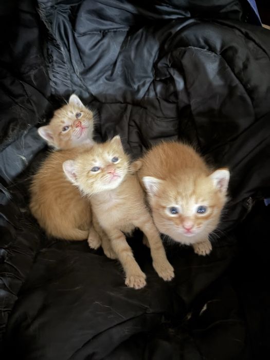 Отдам котят в хорошие руки