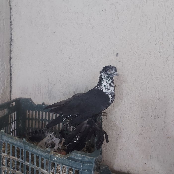 Соч чубати самец лет игра гребля