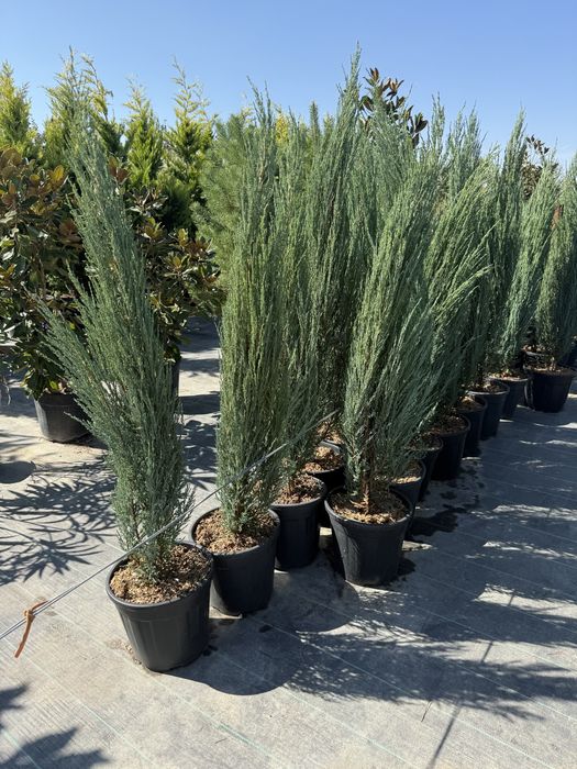 Plante pentru exterior