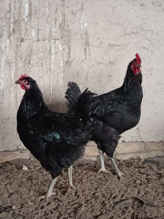 Кора шахзода хурозлар сотилади