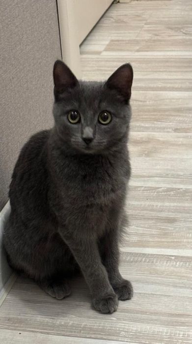 Отдам в добрые руки кошечку. Девочка. . Очень умная и ласковая. .